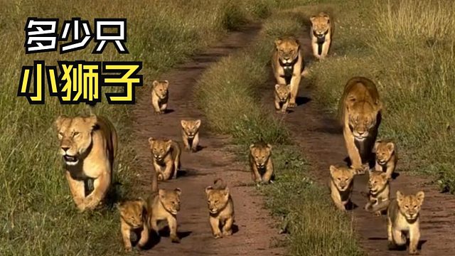 那些美好的动物视频！