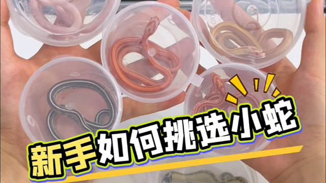 新手如何挑选小蛇