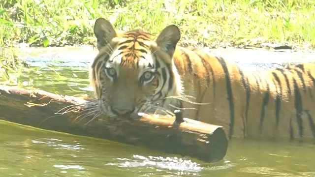 武松真的是打这玩意？