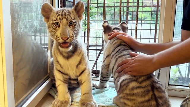 小白虎宝宝：我看看怎么个事儿？