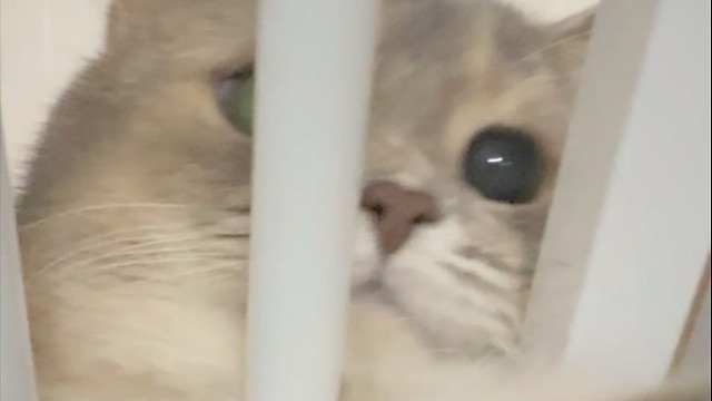 猫猫吹风机上线啦～