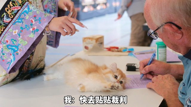 社牛小猫第一次比赛：躺下和裁判牵手