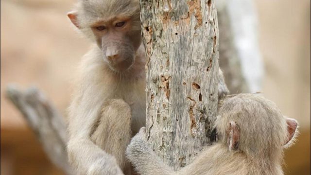 当暴躁老哥遇上难缠小妹