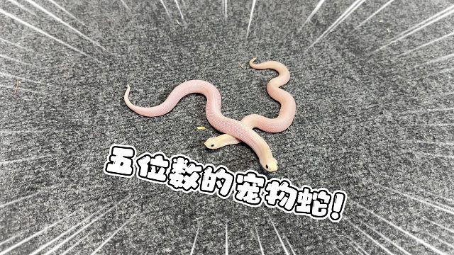 攒了一年终于拿下了这对草莓软糖！