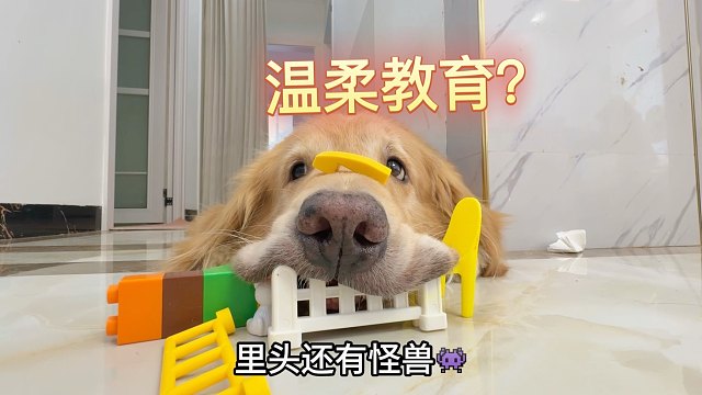 狗狗乱翻垃圾桶？得温柔一点教？