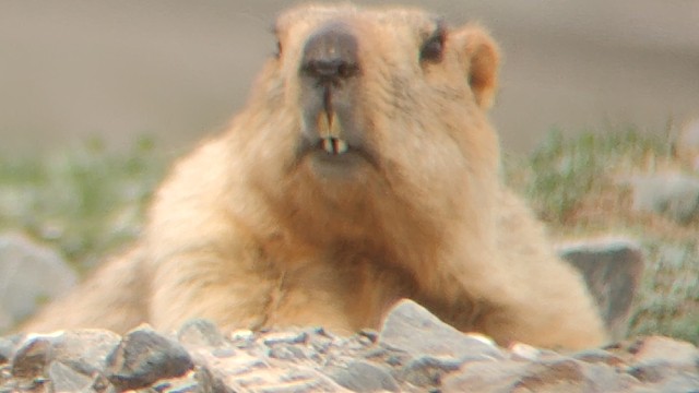 土拨鼠：谁偷窥我？