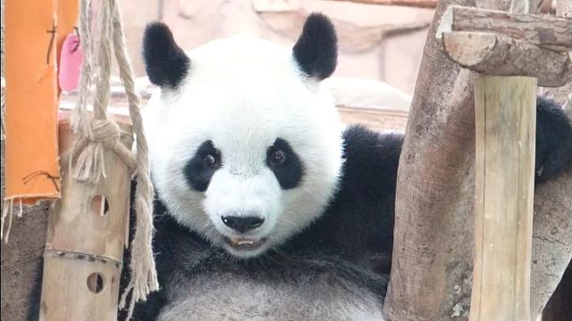 呀~姐弟两当童模啦~