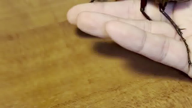 甲虫指甲刀真好用