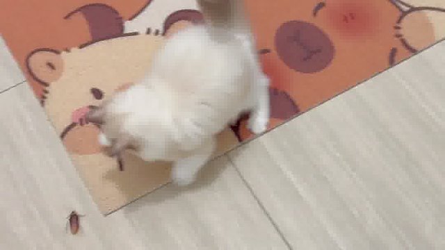 养猫千日，用猫一时