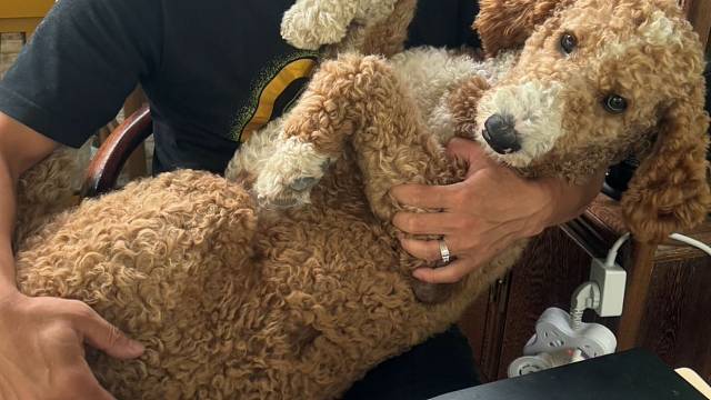 巨贵哆哆正在失宠的路上