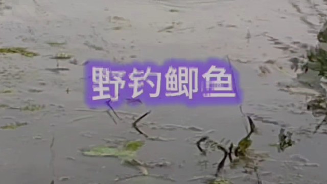 野钓鲫鱼