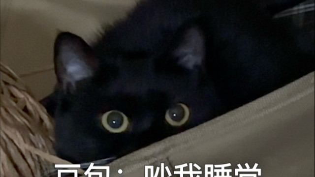 一个逗猫棒在多猫家庭的存活时间