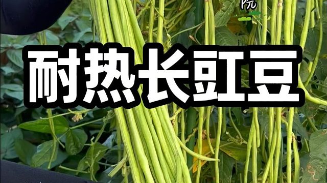 该种秋豆角了，试试这个摘不败豇豆吧#长豇豆