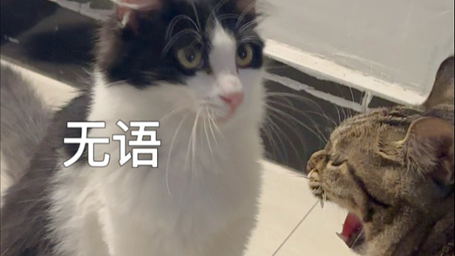 见过鱼的记忆的小猫吗，我有，还有两个