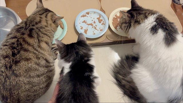 小猫：已经一分钟没吃饭了，快要饿死了