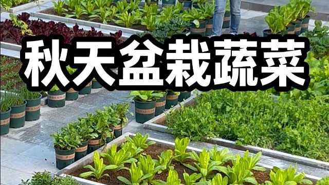 秋天该种哪些菜呢？我给大家总结这几种#盆栽蔬菜