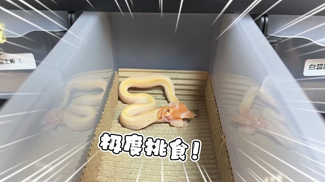 究竟是谁告诉猪鼻蛇说三文鱼好吃的！！！
