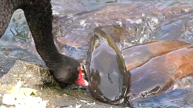 食堂大鹅和它的大馋鱼们