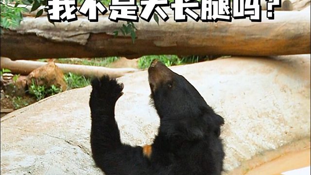 诶？！骗熊的吧