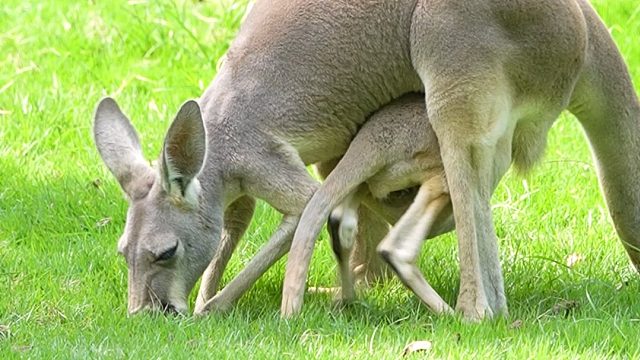懵懵的小宝宝会出袋不会进袋