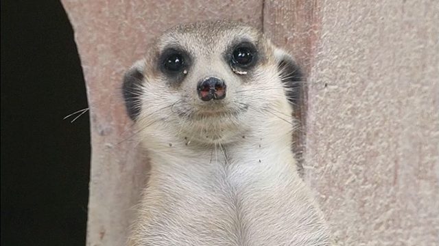 升职当哨兵啦~满脸写着开心