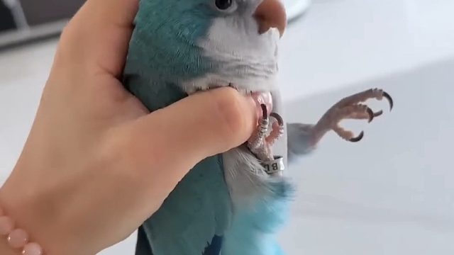 化身小鸡喷雾！