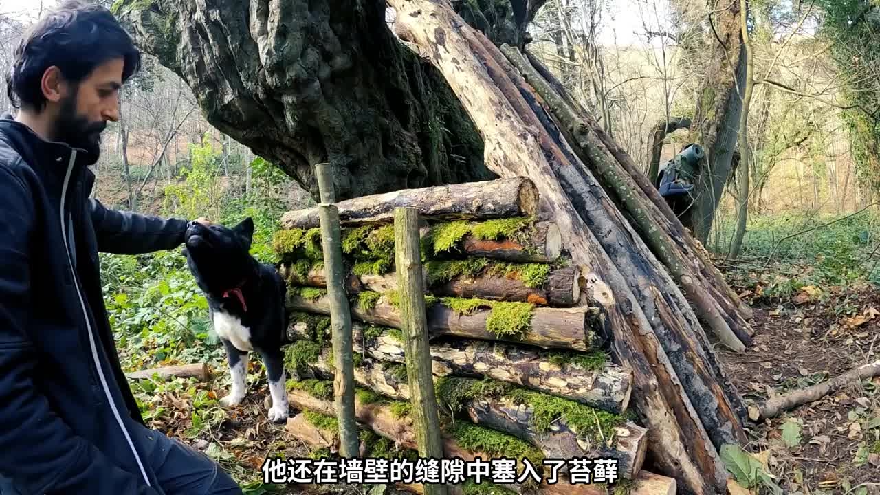 男人依靠一颗千年大树，一人一狗建造了漂亮的庇护所