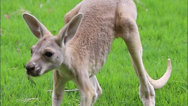 谁家的娃走丢了？