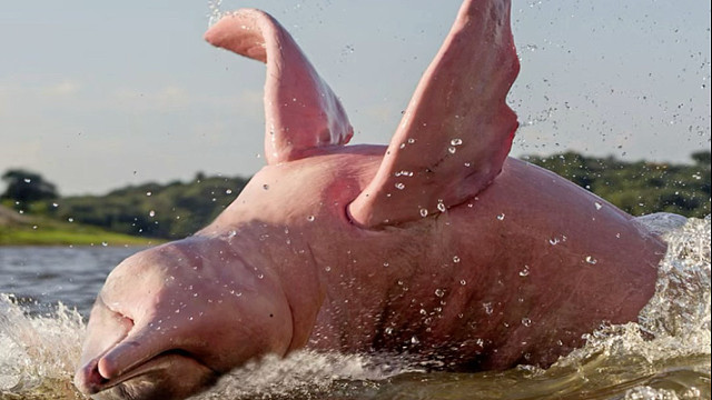 亚马逊河豚：身上的每一斤肉，都是快乐的勋章！