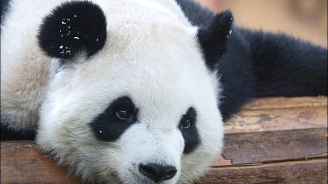 星语：呼吸~  ee们：手段了得！