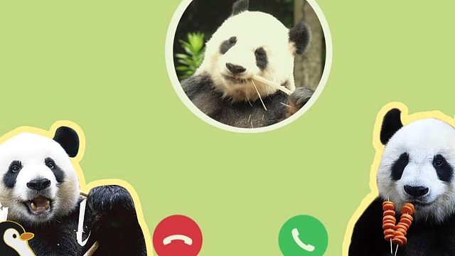 看看你的手机上是不是有岛主的未接来电