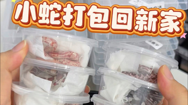 打包小蛇回家啦
