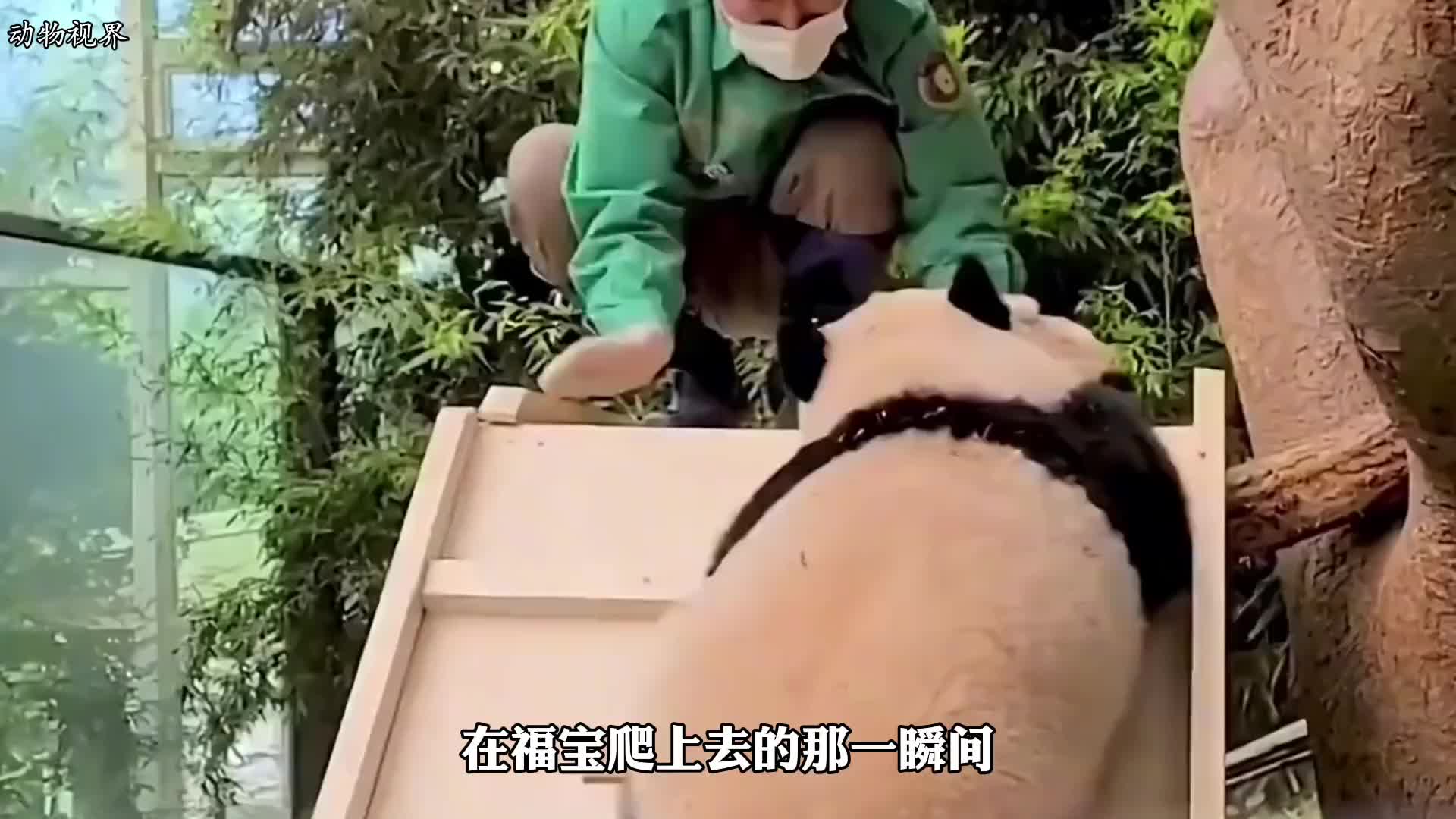 被姜爷爷宠成财阀小公主的福宝 真是太幸福了