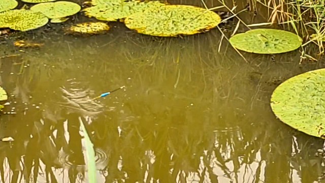 野钓鲫鱼