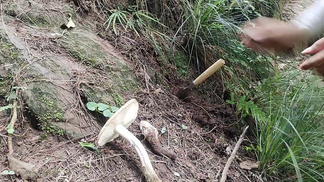 在哪里看到的野生鸡枞菌在斜坡石头边上