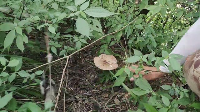 野味大极品有一朵到手了，找野生鸡枞菌有危险的一定要注意安全