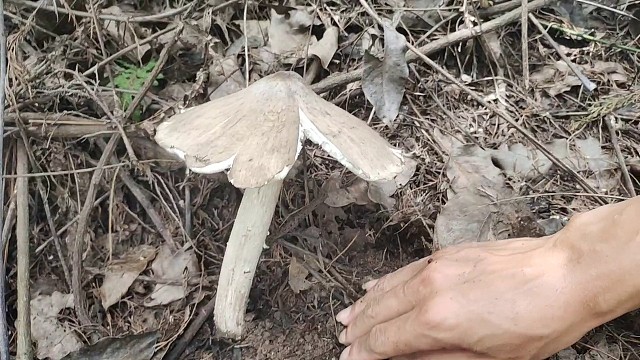 六朵野生鸡枞菌这朵野生菌又厚又大的鸡枞
