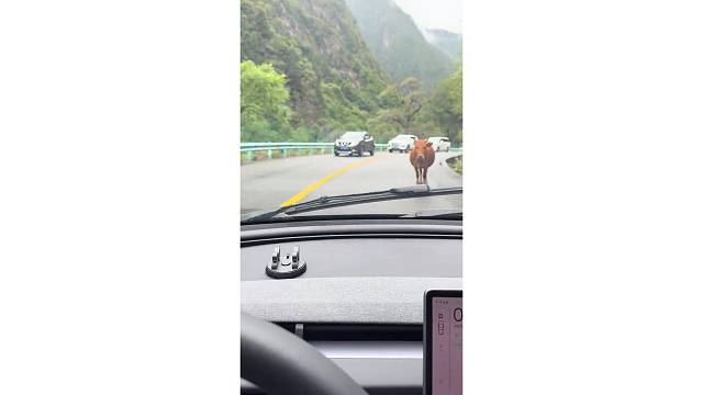 在线等，路上遇到这种情况怎么办