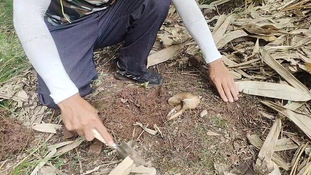 龙须草下有朵鸡枞菌被岩石压着都变形了都还能长出来，乡野大品