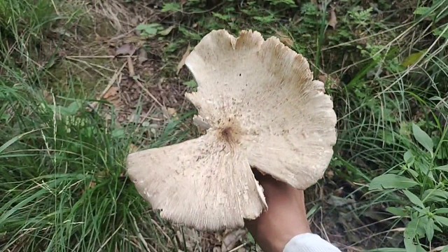 我在山上转了20圈找到的鸡枞菌都老掉了，还缺了一块