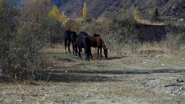 我与岁月争满分-冠军.乔