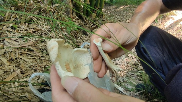 龙须草旁边竹林枯叶坡坡上长出的鸡枞菌又白又嫩来晚了一天太可惜了被虫吃掉根根了