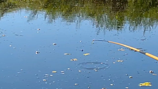 野钓鲫鱼