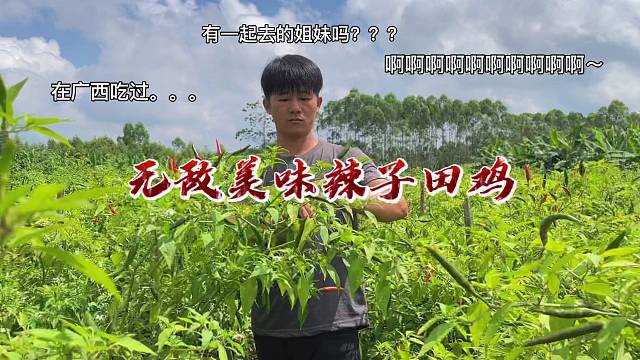 传统乡村特色美食 辣椒炒田鸡