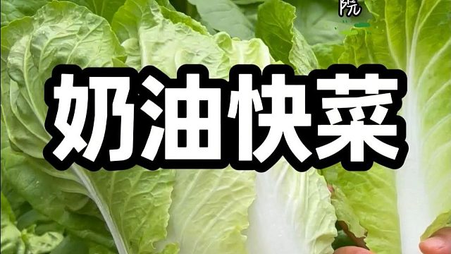 要想快点吃到自己种的菜，那你试试这个快菜吧#快菜