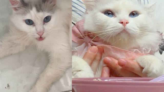 她明明是这么漂亮的小猫啊