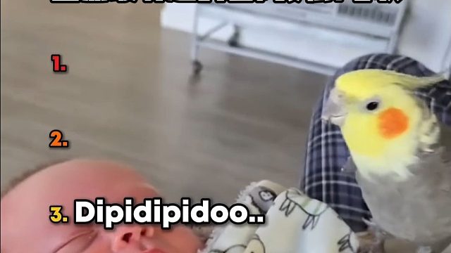 盘点最有趣的小鸡歌~