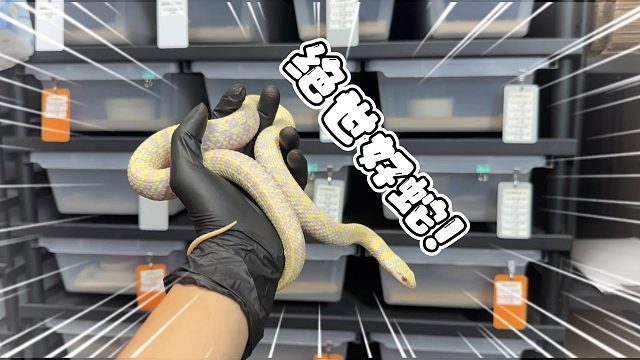 你们要的不吃人、脾气好、可以不吃老鼠的绝世好蛇来了！