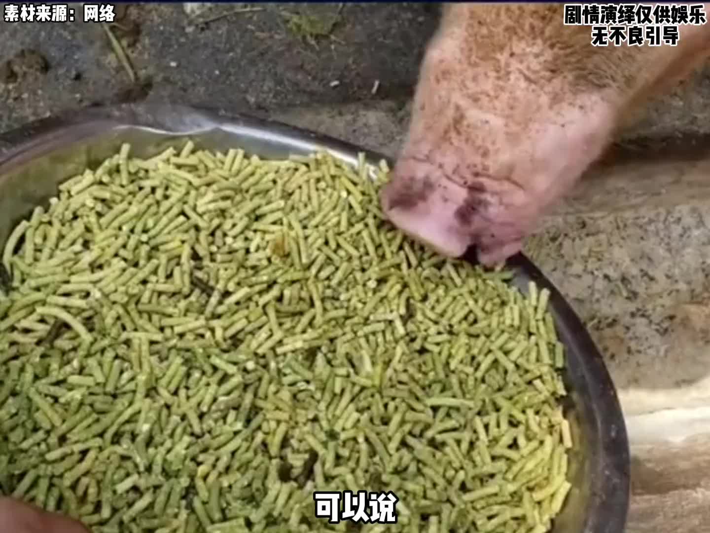 原来猪饲料才是性价比最高的食物，还主打一个营养健康？！