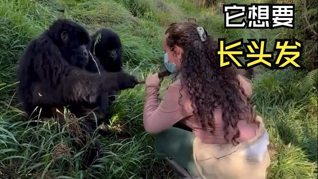 那些让人惊叹的动物视频！